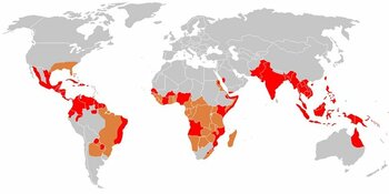 Wat is Knokkelkoorts (Dengue) en hoe krijg je het?